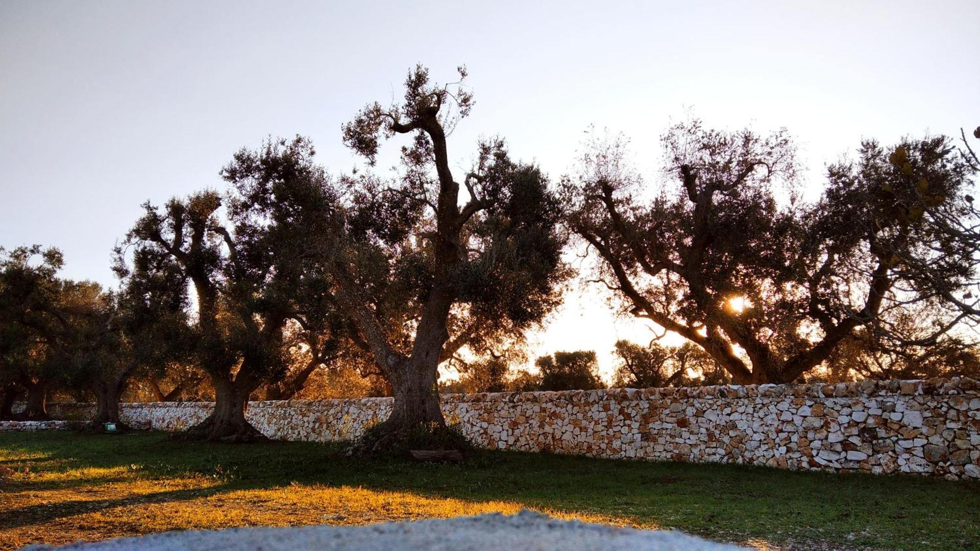 Trullo Bianco Ulivo Villa Ostuni Exterior photo